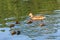 Female Ðœallard duck Ðnas platyrhynchos swimming in the lake and her recently hatched ducklings